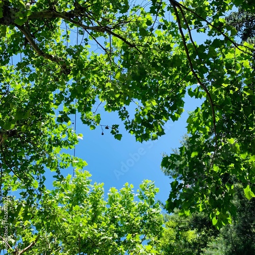 green leaves in the forest