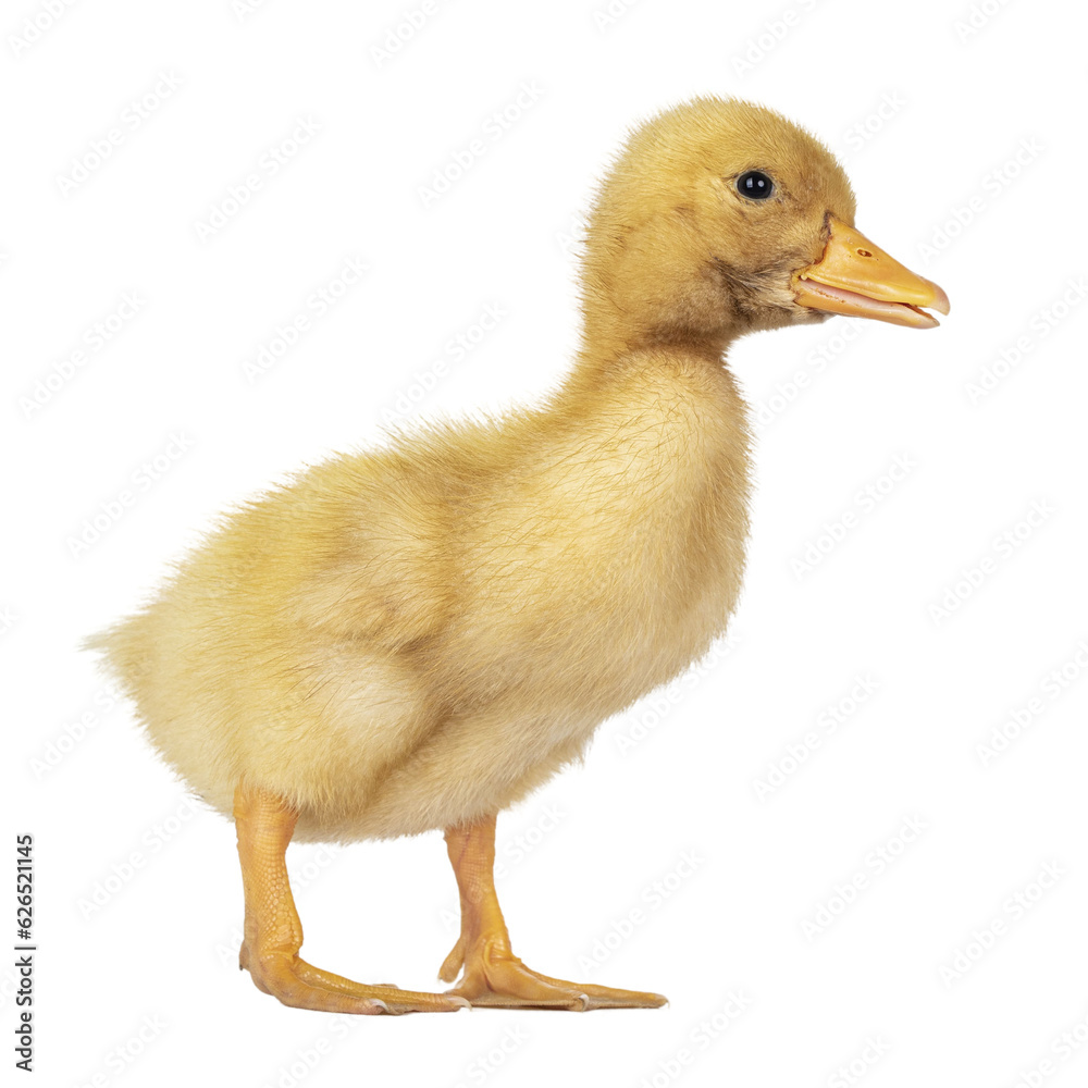 Cute 3 day old Peking duckling standing side ways. Isolated cutout on transparent background. Cute 3 day old Peking duckling standing side ways. Isolated cutout on transparent background.