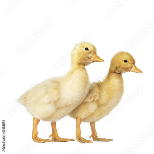 Two cute 3 day old Peking duckling standing side ways. Isolated cutout on transparent background.