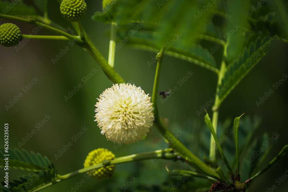 Leucaena leucocephala, white flower Leucaena leucocephala, white flower