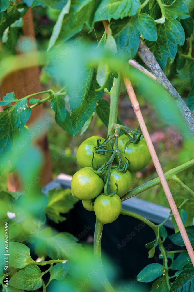 Fototapeta premium View of young green tomatoes in a vegetable garden through tomato plant leaves