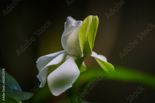 Fototapeta Naklejka Na Ścianę i Meble -  White flower in the garden