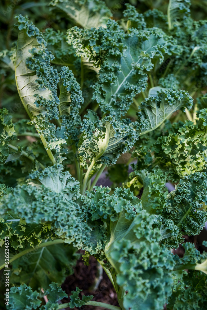 Beautiful green curly kale leaves in a vegetable garden Beautiful green curly kale leaves in a vegetable garden