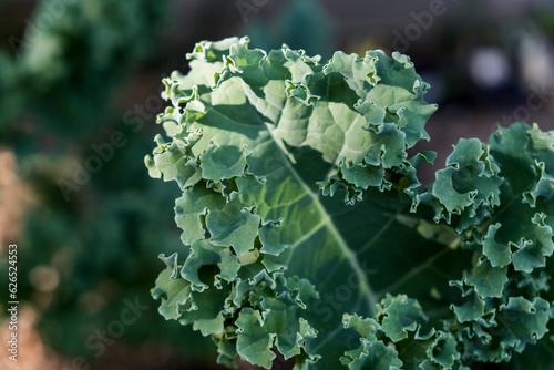 Close-up of a green curly kale leaf in a vegetable garden