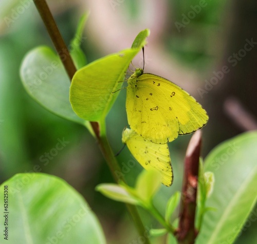 Eurema hecabe, the common grass yellow, is a small pierid butterfly species found in Asia, Africa & Australia. They are found flying close to the ground and are found in open grass and scrub habitats. photo
