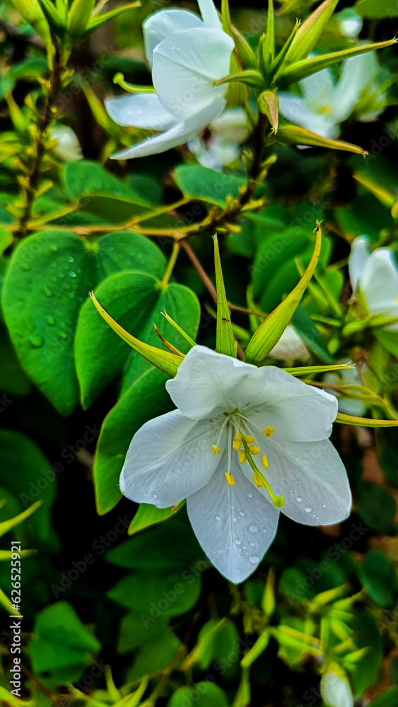 Fototapeta premium lily of the valley