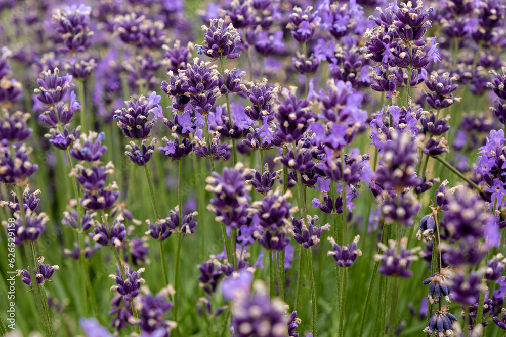 Soft focus flowers, beautiful lavender flowers blooming. Soft focus flowers, beautiful lavender flowers blooming.