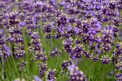 Soft focus flowers  beautiful lavender flowers blooming.
