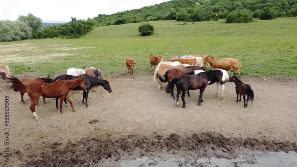 Group of cows, bulls and horses by the river in nature. Animals on pasture, aerial drone view. Group of cows, bulls and horses by the river in nature. Animals on pasture, aerial drone view.