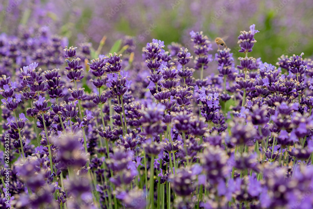 Naklejka premium Bees pollinate lavender flowers in a lavender field. Close-up. Soft focus.