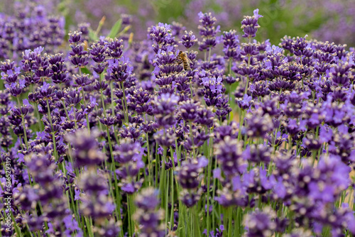 Bees pollinate lavender flowers in a lavender field. Close-up. Soft focus.