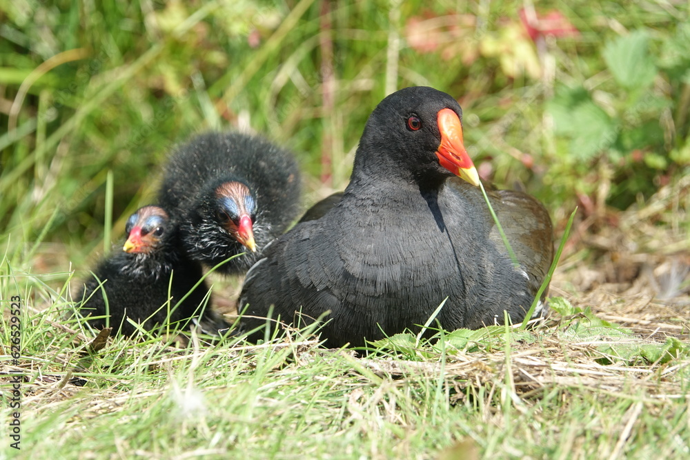 waterhen (Gallinula chloropus) with young ones waterhen (Gallinula chloropus) with young ones