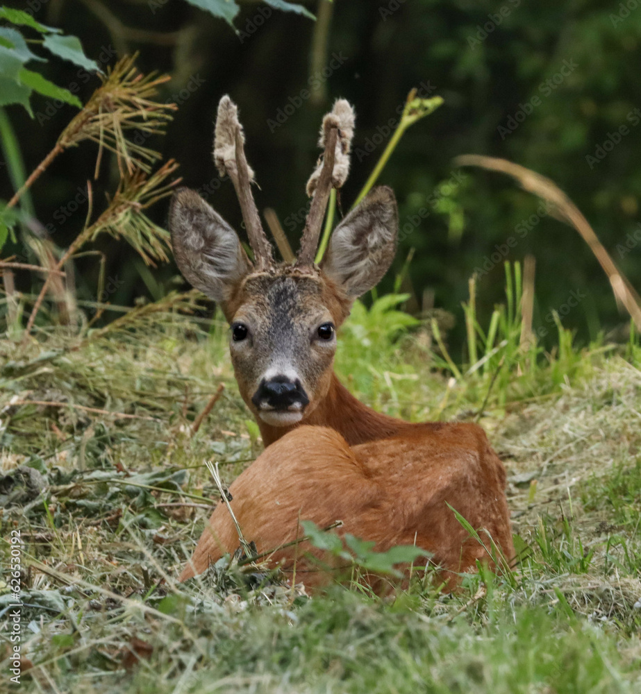 Roe deers and more