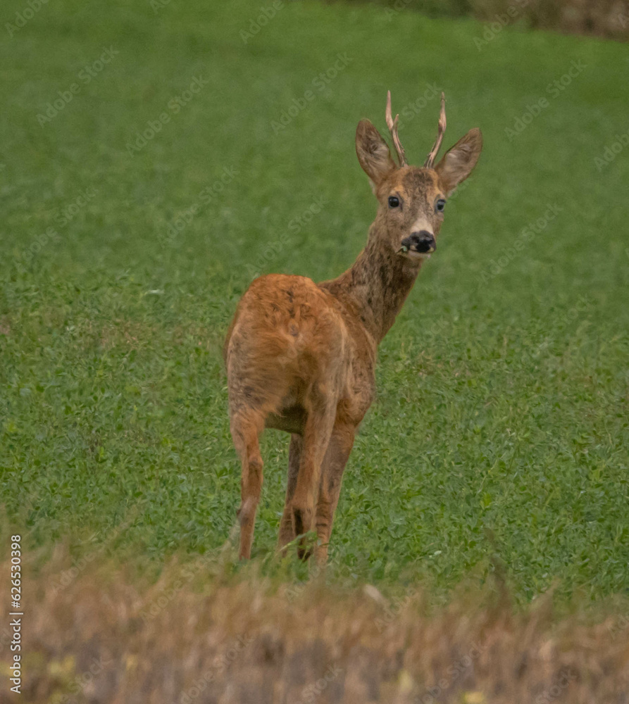 Roe deers and more