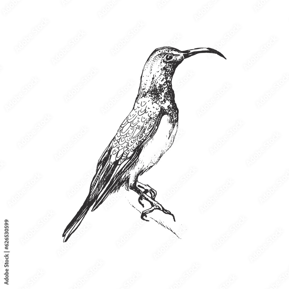Fototapeta premium Bird handdrawn illustration, Bird drawing