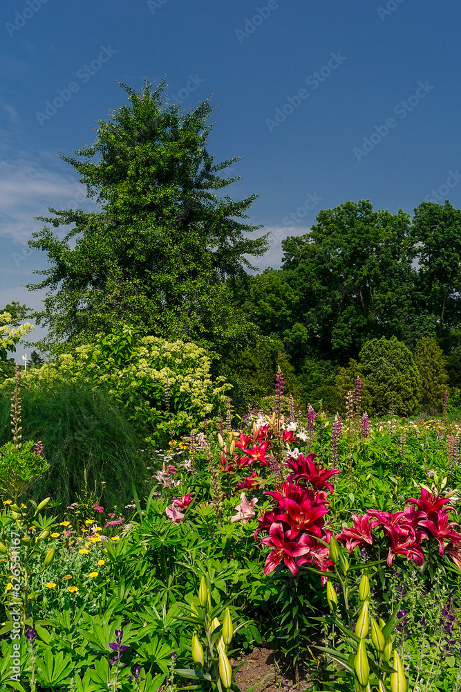 Summer garden with lots of green lush plants and flowers. Garden with dense plantations of trees, shrubs and flowers.