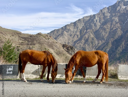 horses on the mountain