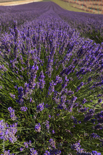 Summer field with a beautiful blooming lavender plant - Lavandula. The flowers are purple and pink.