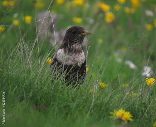 Ring ouzel (Turdus torquatus) stading in a grass patch filled with beautiful yellow flowers.