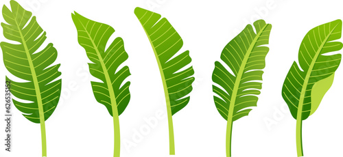 Vector set of tropical leaves. Tropical  leaves in a flat style. Vector.