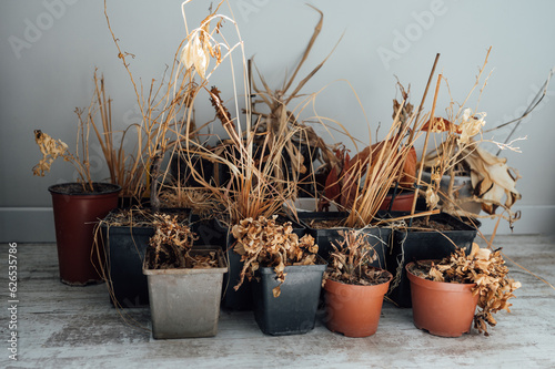 withered dead house flowers in pots without water