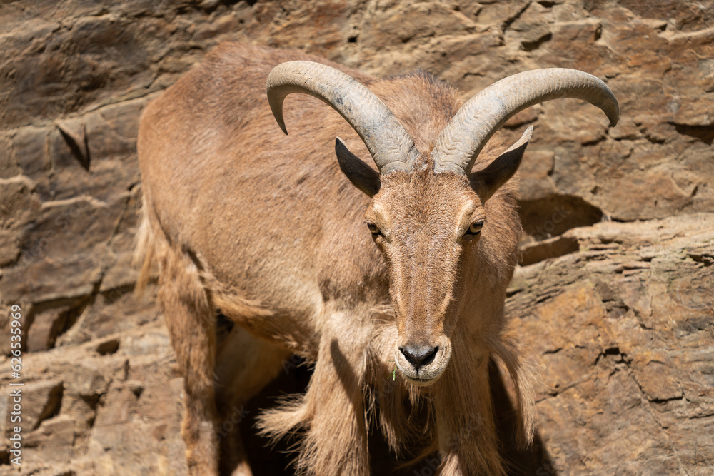 The Barbary sheep (Ammotragus lervia), also known as aoudad is a species of caprid native to rocky mountains in North Africa. It is also known as waddan, arwi or moufflon. The Barbary sheep (Ammotragus lervia), also known as aoudad is a species of caprid native to rocky mountains in North Africa. It is also known as waddan, arwi or moufflon.