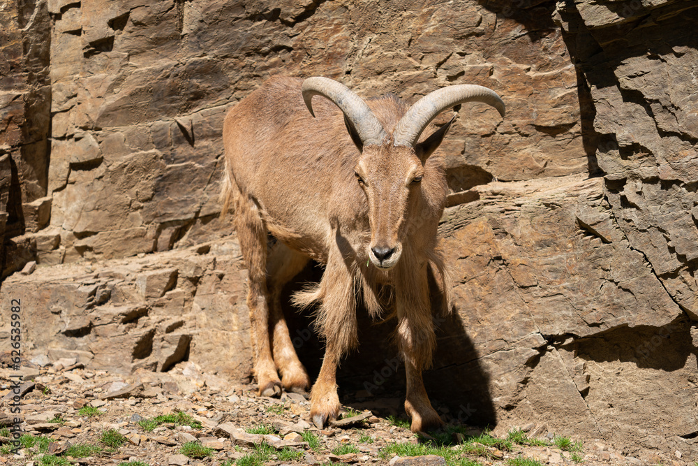 The Barbary sheep (Ammotragus lervia), also known as aoudad is a species of caprid native to rocky mountains in North Africa. It is also known as waddan, arwi or moufflon. The Barbary sheep (Ammotragus lervia), also known as aoudad is a species of caprid native to rocky mountains in North Africa. It is also known as waddan, arwi or moufflon.