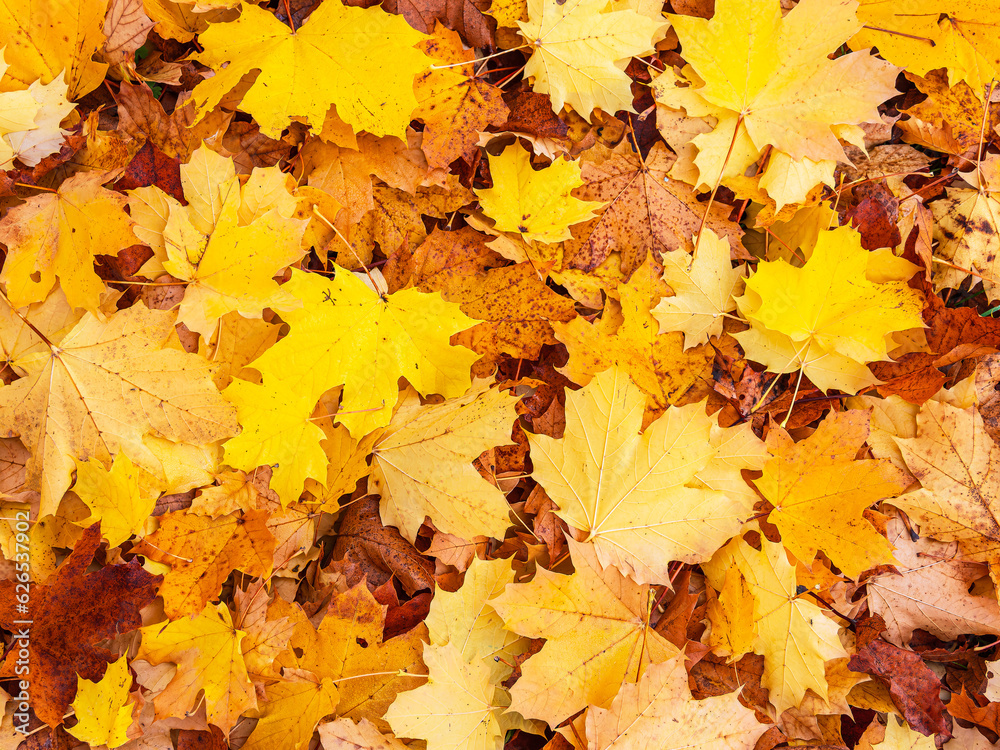Herbstlich gefärbte Blätter in der Feldberger Seenlandschaft