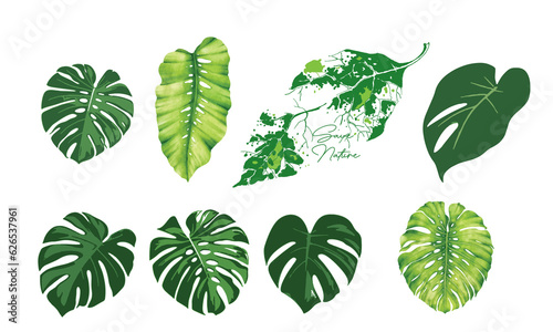 Vector monstera green leaf tropical collection