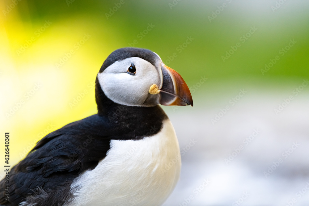 Naklejka premium Atlantic Puffin or Common Puffin, Fratercula arctica