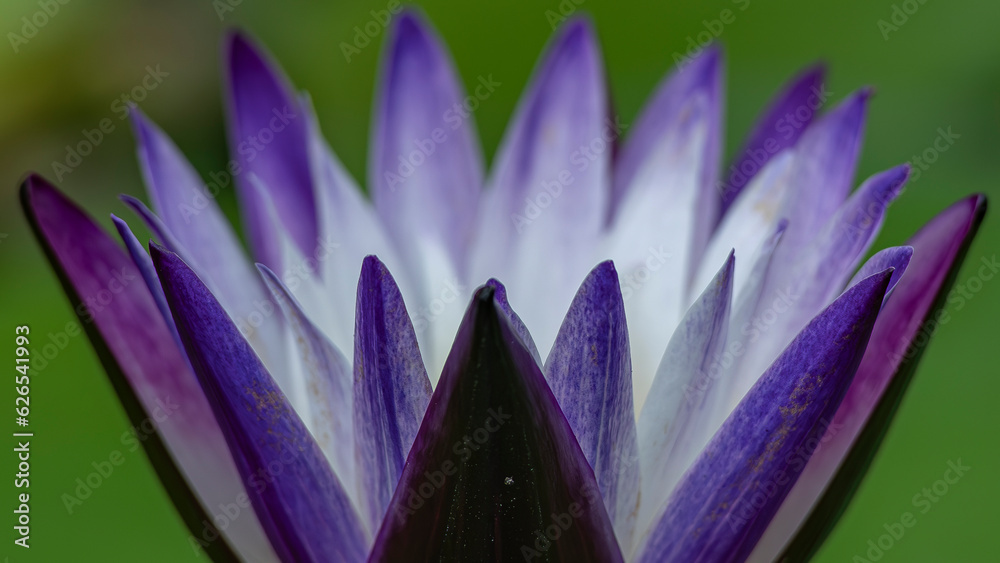 purple water lily purple water lily