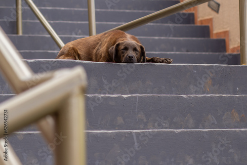 Um cachorro marro, abandonado, dormindo no chão de uma escadaria. photo