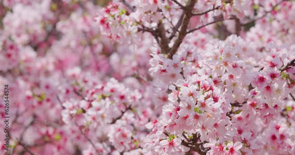 Beautiful sakura blossom over the tree Beautiful sakura blossom over the tree