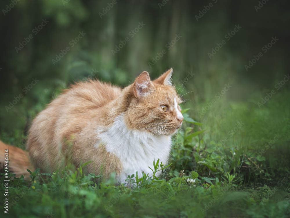 Cute yellow cat walking in a meadow in green grass against the background of trees. Closeup, outdoor. Day light. Concept of care, education, obedience training and raising pets