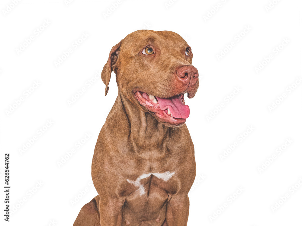 Cute brown dog. Isolated background. Close-up, indoors. Studio photo. Day light. Concept of care, education, obedience training and raising pets Cute brown dog. Isolated background. Close-up, indoors. Studio photo. Day light. Concept of care, education, obedience training and raising pets