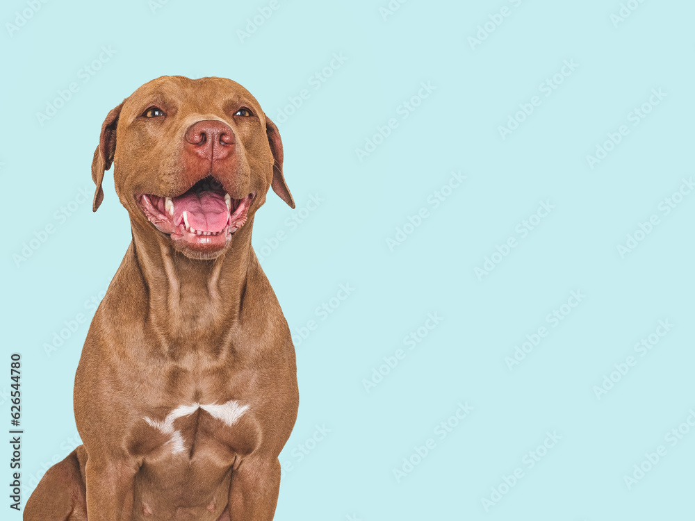 Fototapeta premium Cute brown dog. Isolated background. Close-up, indoors. Studio photo. Day light. Concept of care, education, obedience training and raising pets