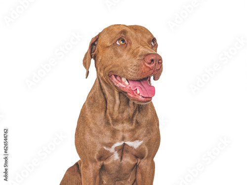 Cute brown dog. Isolated background. Close-up  indoors. Studio photo. Day light. Concept of care  education  obedience training and raising pets