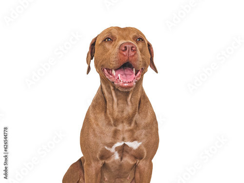 Cute brown dog. Isolated background. Close-up, indoors. Studio photo. Day light. Concept of care, education, obedience training and raising pets