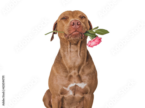 Cute brown puppy and bright flowers. Close-up, indoors. Studio shot. Congratulations for family, relatives, loved ones, friends and colleagues. Pets care concept