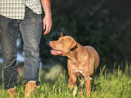 Cute dog and attractive man walking in the park against the backdrop of trees on a clear, sunny day. Closeup, outdoor. Day light. Concept of care, training and raising pets