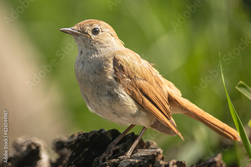 Schilderij op canvas Common nightingale, rufous nightingale or nightingale - Luscinia megarhynchos at green background