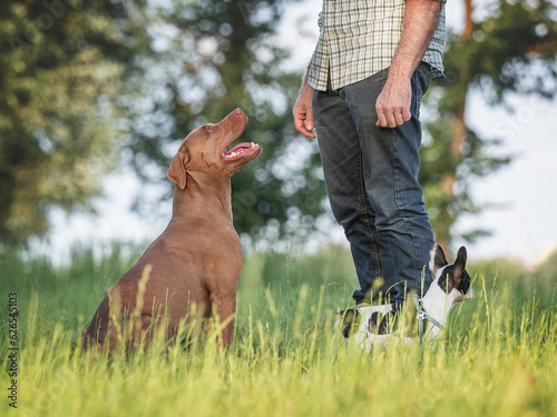Charming dog, pretty little puppy and attractive man walking in the park against the backdrop of trees on a clear, sunny day. Closeup, outdoor. Day light. Concept of care, training and raising pets