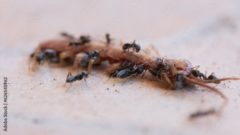 Ant Colony Eating Dead Brown Bug. Macro Shot of Working Ant Team. Harmonious Organization in Nature. Invasion of Pest. 4K Prores. Real Time Outdoor Shot. Ant Colony Eating Dead Brown Bug. Macro Shot of Working Ant Team. Harmonious Organization in Nature. Invasion of Pest. 4K Prores. Real Time Outdoor Shot.