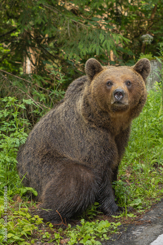 Brown bear - Ursus arctos sitting on egde of the road. Photo from Transfagarasan road in Romania. Vertical.