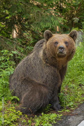 Brown bear - Ursus arctos sitting on egde of the road. Photo from Transfagarasan road in Romania. Vertical.