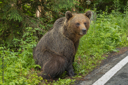 Brown bear - Ursus arctos sitting on egde of the road. Photo from Transfagarasan road in Romania.