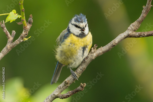 Eurasian blue tit - Cyanistes caeruleus perched on dark green background. Photo from Ognyanovo in Dobruja, Bulgaria.