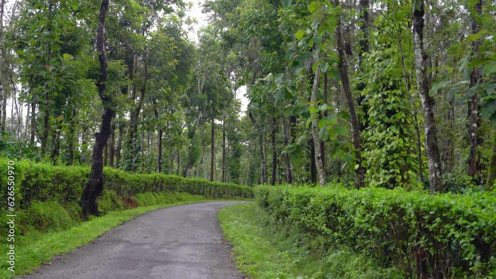 Road in the middle of coffee
and Black pepper plantation Road in the middle of coffee
and Black pepper plantation