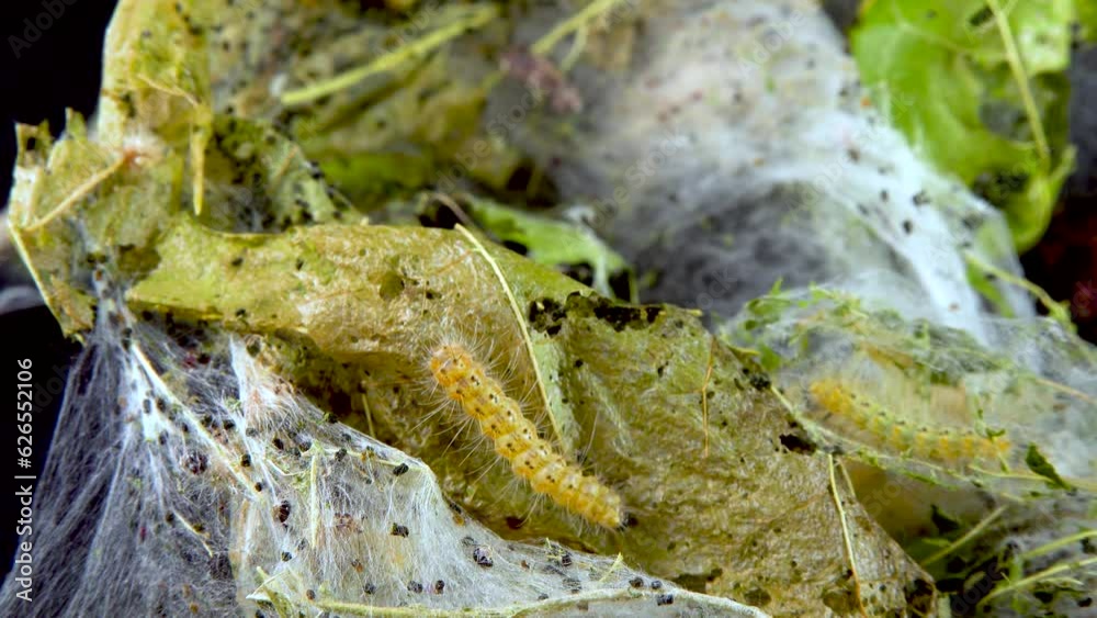 Weaving trees with cobwebs by larvae. Caterpillars of American white butterfly (Hyphantria cunea), moth fall webworm quarantine pest on leaves Weaving trees with cobwebs by larvae. Caterpillars of American white butterfly (Hyphantria cunea), moth fall webworm quarantine pest on leaves