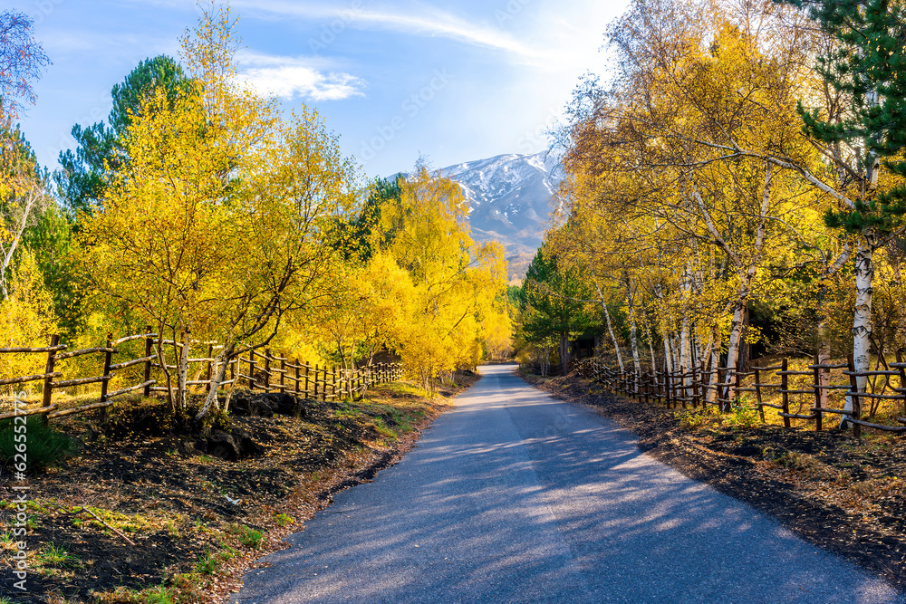 Obraz premium autumn road, leading to highland snow mountains with yellow and green trees and bushes on sides